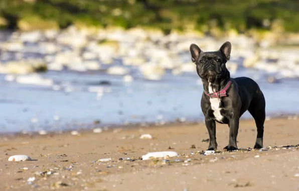 Картинка друг, собака, French Bulldog