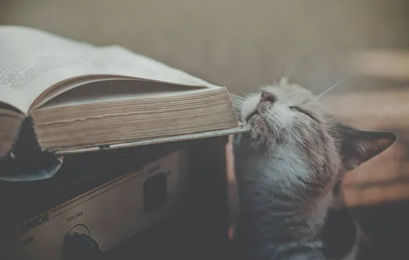 Книга, Кот, Ластится