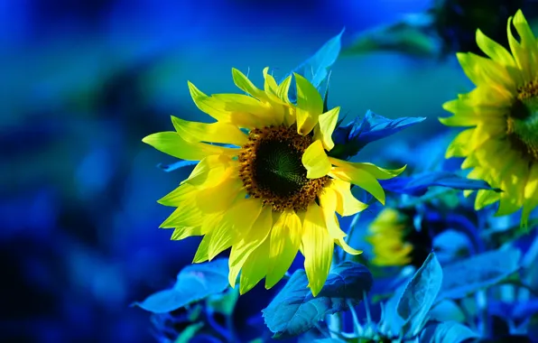 Подсолнухи, цветы, обработка, желтые, синий фон, подсолнечник