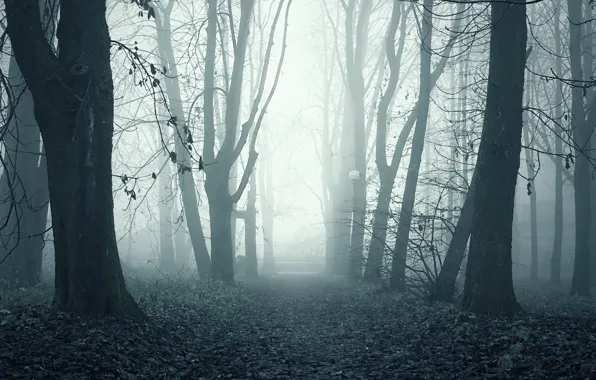 Туман, парк, утро, аллея, ghostly path