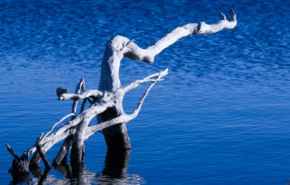 Картинка природа, озеро, дерево