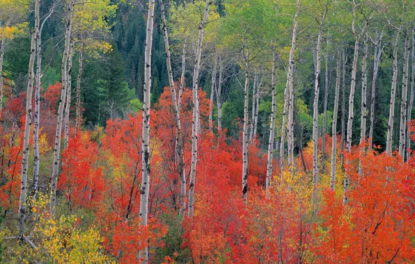 Картинка осень, лес, листья, деревья, береза, осина, багрянец
