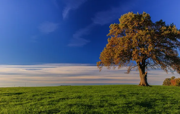 Картинка поле, осень, небо, трава, облака, дерево