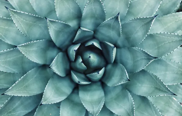 Plant, shape, cactus, aloe vera