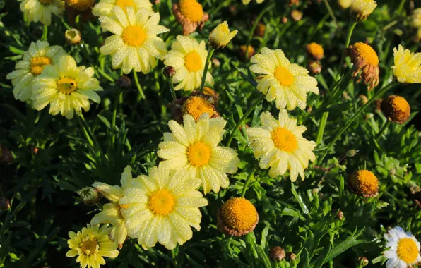 Flower, yellow, garden, blooming