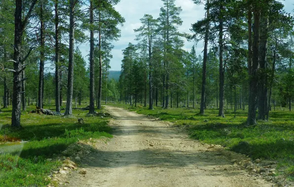 Дорога, лес, Финляндия, Инари