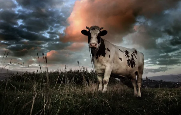 Поле, облака, корова
