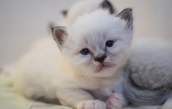 Кошка, белый, взгляд, кошки, котенок, портрет, малыш, котята