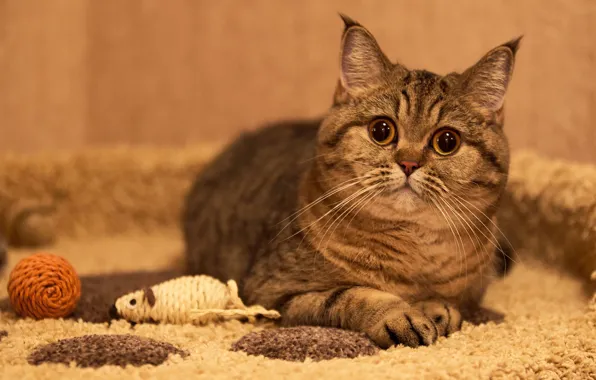 Кошка, кот, взгляд, уют, игрушка, мышка, лежит, коврик