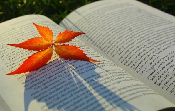 Autumn, book, leaf