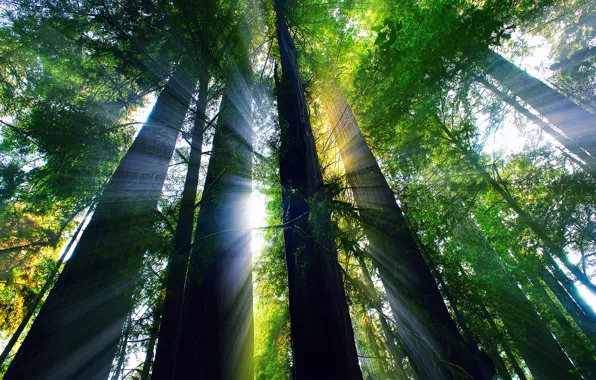 Картинка лес, лето, лучи, свет, Калифорния, США, Август