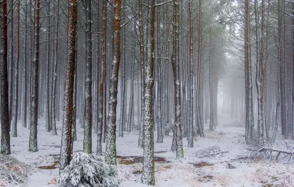 Зима, лес, природа