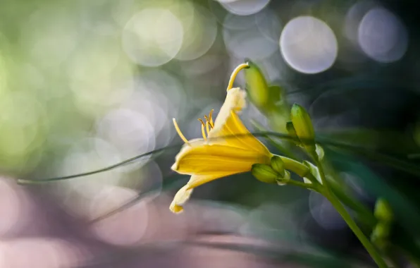 Картинка цветок, лето, макро, лилия, желтая, боке