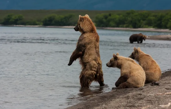 Картинка берег, медведи, Камчатка, Курильское озеро