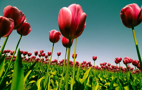 Картинка небо, цветы, природа, весна, тюльпаны, плантация