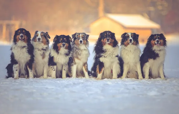 Картинка зима, собаки, друзья, Австралийская овчарка