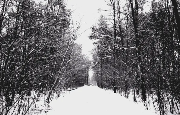 Картинка Зима, Деревья, Снег, Мороз, Дорожка, Winter, Frost, Snow