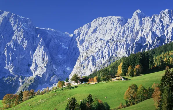 Картинка лес, горы, природа, дома, Австрия, деревня, луга