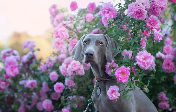 Взгляд, морда, цветы, розы, собака, розовый куст, Веймаранер, Веймарская легавая
