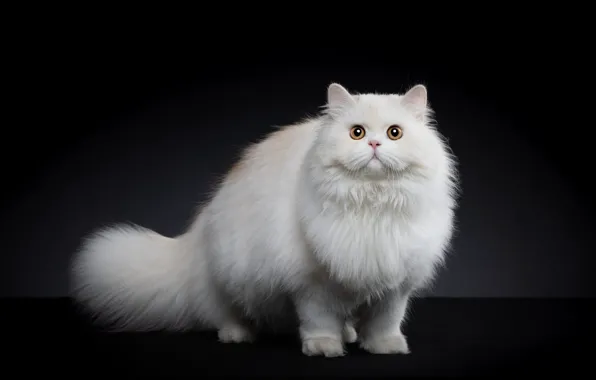 Кошка, кот, белая, черный фон, желтые глаза, фотостудия, персидская