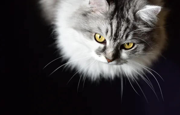 Картинка кошка, кот, взгляд, портрет, мордочка, монохром, чёрный фон