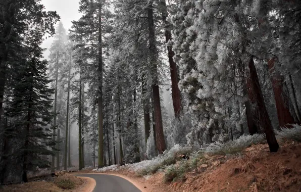 Дорога, лес, деревья, пейзаж