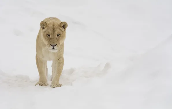 Картинка зима, морда, снег, хищник, прогулка, львица, дикая кошка, зоопарк