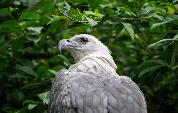 Nature, bird, birds, eagle, animal, malaysia, sunway