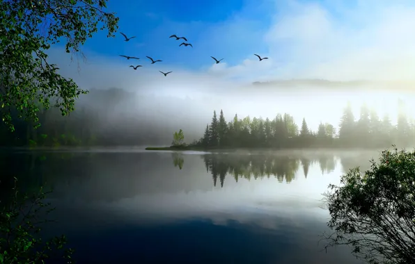 Лес, полет, птицы, ветки, туман, озеро, пруд, отражение