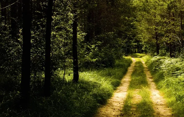 Картинка дорога, лес, тропа