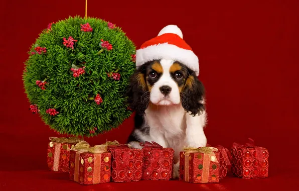 Картинка шарики, украшения, праздник, собака, Новый Год, Рождество, Christmas, New Year