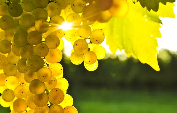 Листья, желтый, виноград, гроздь, блик солнца