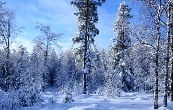 Зима, лес, небо, облака, снег, деревья, пейзаж, природа