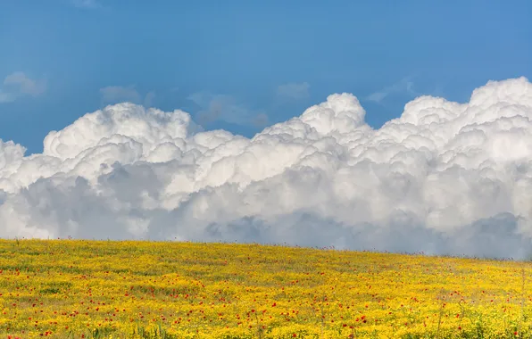 Картинка поле, небо, облака, цветы