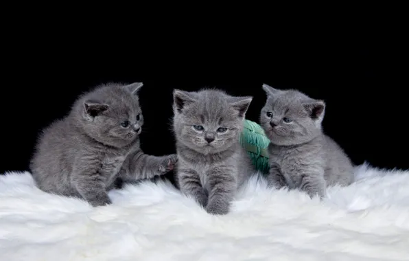 Кошки, котята, три, черный фон, малыши, трио, британцы, три котенка