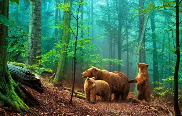 Картинка лес, медведи, мишки в лесу