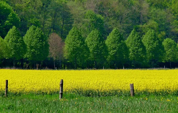 Картинка поле, деревья, цветы, весна, Nature, trees, field, жёлтые