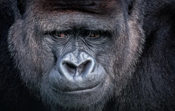 Картинка взгляд, обезьяна, Gorilla
