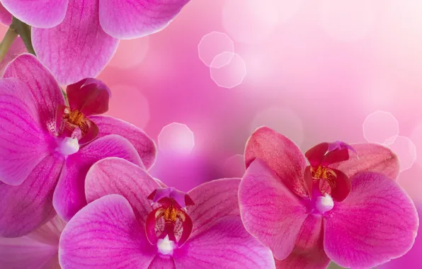 Картинка цветы, нежность, красота, лепестки, орхидеи, орхидея, pink, flowers
