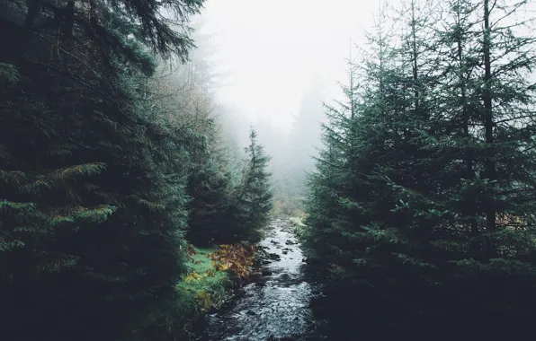 Картинка осень, лес, природа, река, дымка