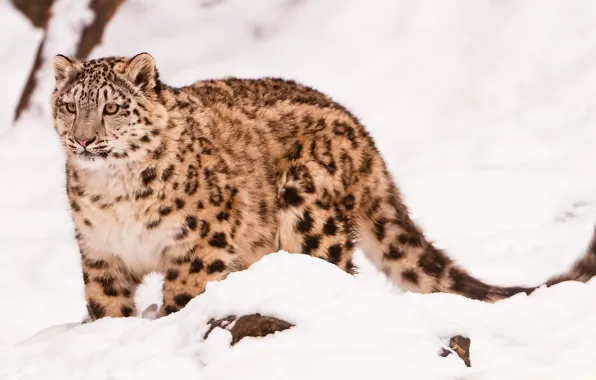 Морда, сепия, ирбис, снежный барс, snow leopard, стоит, смотрит, идёт