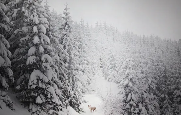 Картинка зима, лес, снег, друг, собака