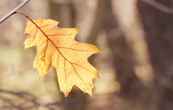 Yellow, autumn, leaf