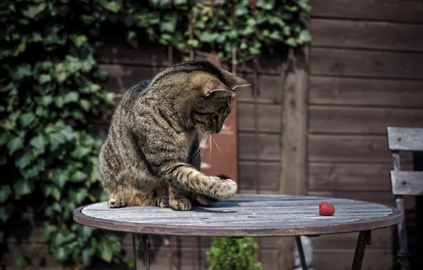 Картинка кошка, кот, малина, лапа, раскраска, столик