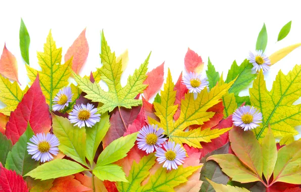 Картинка осень, листья, цветы
