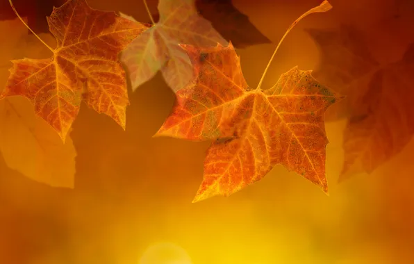 Осень, листья, прожилки