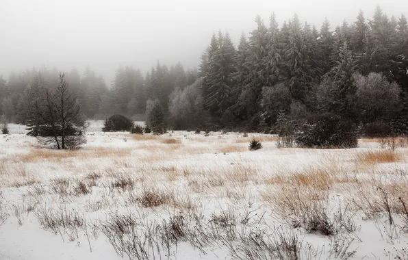 Картинка зима, трава, снег, деревья, сухая