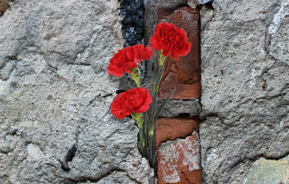 Red, flower, petals, carnations
