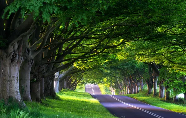 Дорога, лес, лето, деревья, природа, путешествия, путь, дерево
