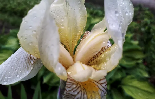 Капли, flower, nature, ирис, ирис после дождя